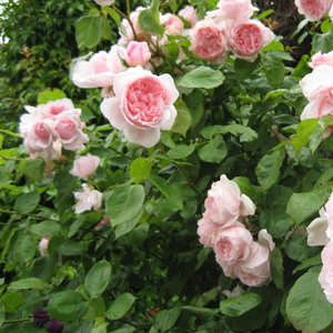 Карминно-красная - Английская роза 